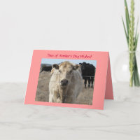Mother's Day - Cute White Cow - Ranch or Farm