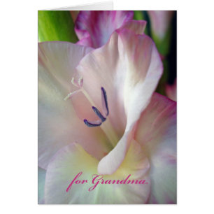 Mother's Day for Grandma, Pink Gladiolus Photo