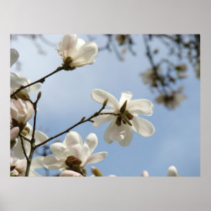 MOTHER'S DAY GIFTS ART Magnolia Tree Flowers Poster