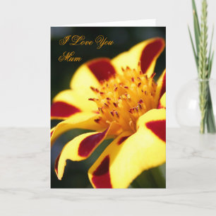 Mother's Day Jolly Jester Marigold card