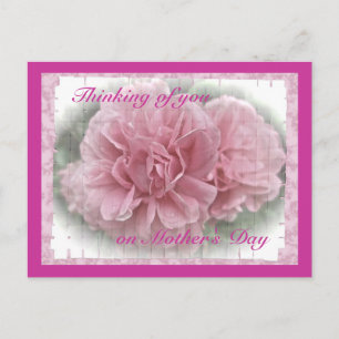 Mother's Day Pink Climbing Rose Blossoms Postcard
