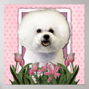 Mothers Day - Pink Tulips - Bichon Frise Poster