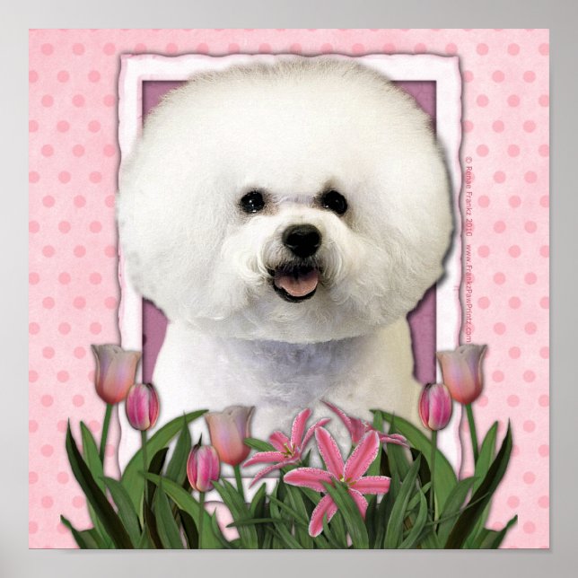 Mothers Day - Pink Tulips - Bichon Frise Poster (Front)