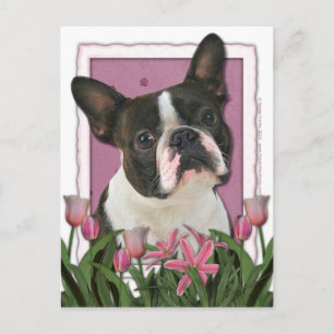 Mothers Day - Pink Tulips - Boston Terrier Postcard