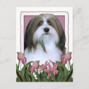 Mothers Day - Pink Tulips - Havanese Postcard