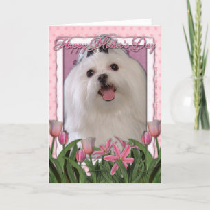 Mothers Day - Pink Tulips - Maltese Card