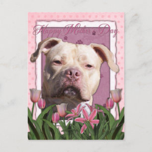 Mothers Day - Pink Tulips - Pitbull - Jersey Girl Postcard