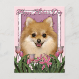 Mothers Day - Pink Tulips - Pomeranian Postcard