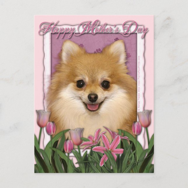 Mothers Day - Pink Tulips - Pomeranian Postcard (Front)