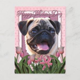 Mothers Day - Pink Tulips - Pug Postcard