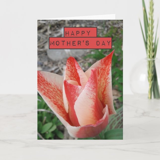 Mother's Day Red Tulip Card (Front)