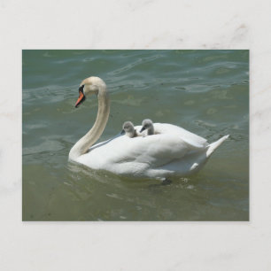 Mother's day swan birds nature cute postcard