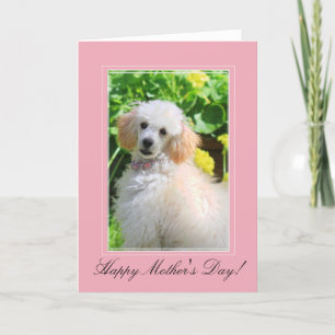 Mother's Day toy poodle greeting card