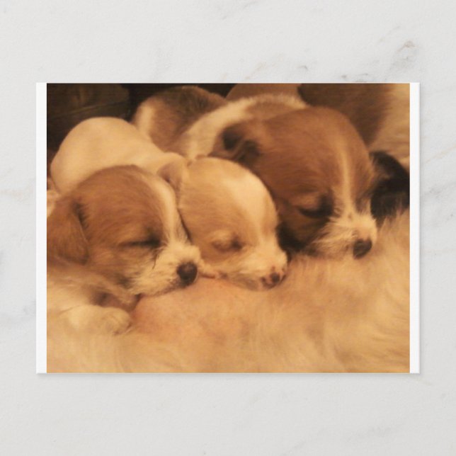 mothers love postcard (Front)