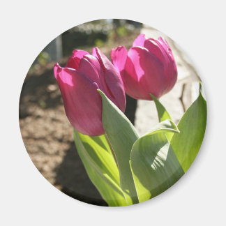 Mother's Tulips Magnet