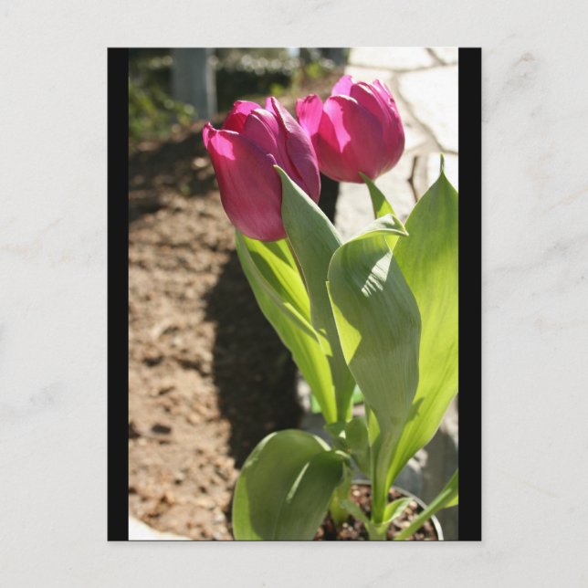 Mother's Tulips Postcard (Front)