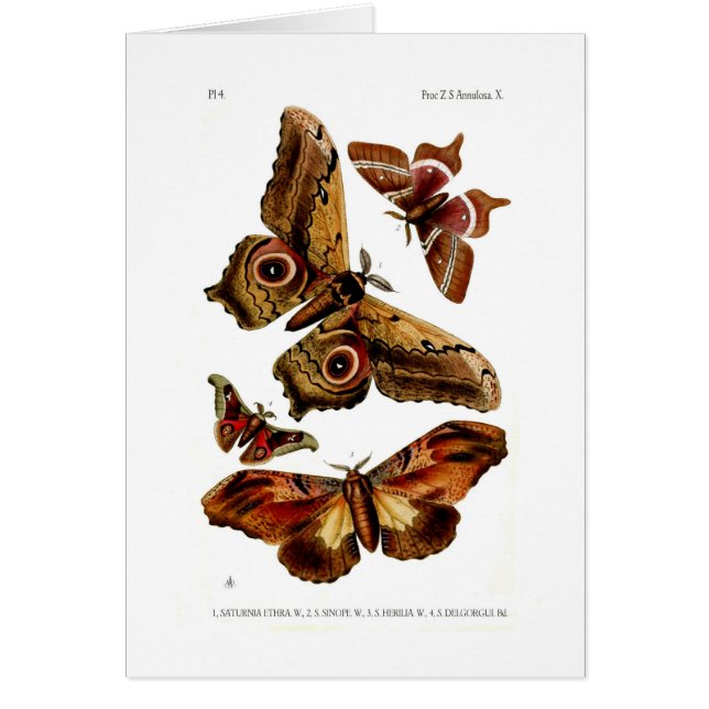 Moths (Front)