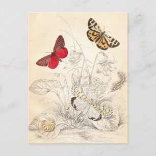 Moths and Butterflies Postcard