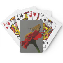 Moths and Red Zinnia