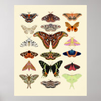 Moths - beautiful insect illustrated pretty art