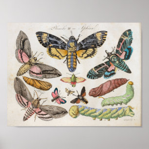 Moths Caterpillars Vintage Print Download
