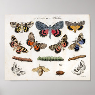 Moths Caterpillars Vintage Print Download