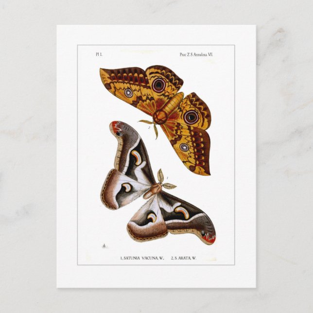 Moths Postcard (Front)