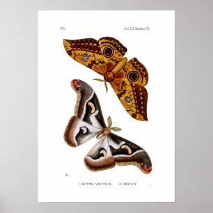 Moths Poster