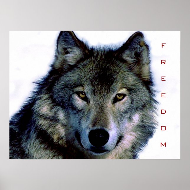 Motivational Freedom Wolf Eyes Poster Print (Front)