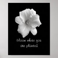 motivational quote poster lily b&w photography