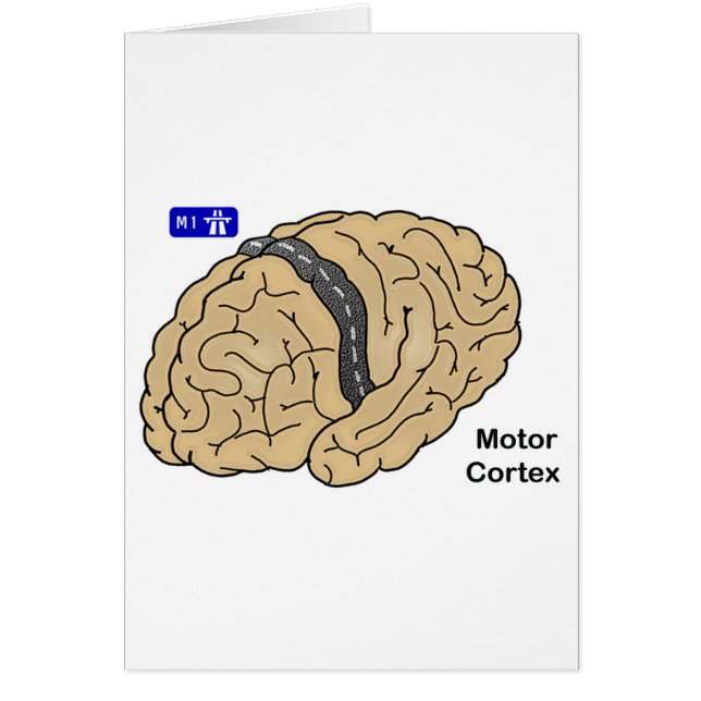 Motor Cortex (Front)