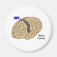Motor Cortex