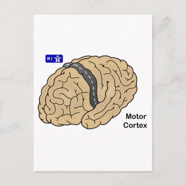 Motor Cortex Postcard (Front)