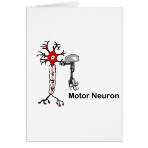 Motor Neuron