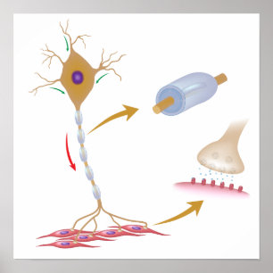 Motor neuron anatomy Poster