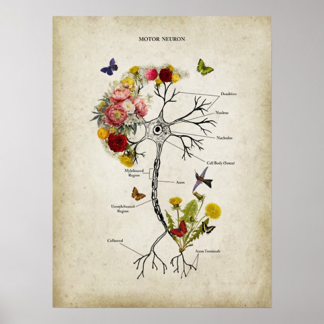Motor Neuron Anatomy with Flowers Poster (Front)
