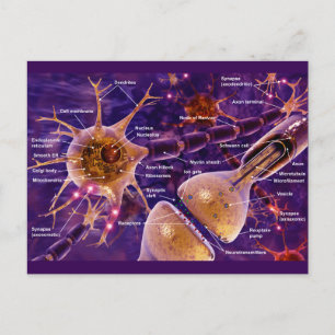 Motor Neurons Postcard