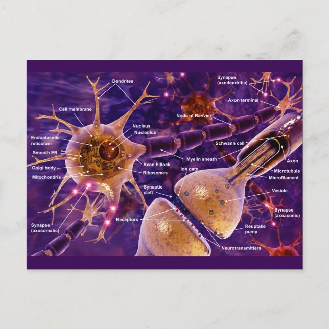 Motor Neurons Postcard (Front)