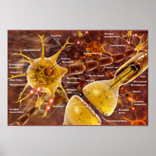 Motor Neurons Poster