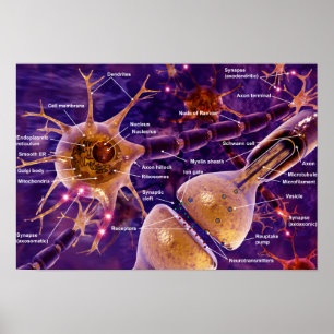 Motor Neurons Poster