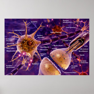 Motor neurons poster