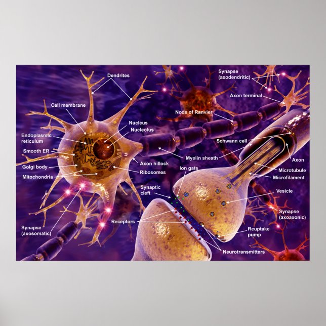 Motor neurons poster (Front)