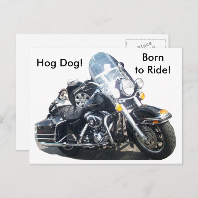 Motorcycle Hog Dog Born To Ride Russell Terrier Postcard (Front/Back)