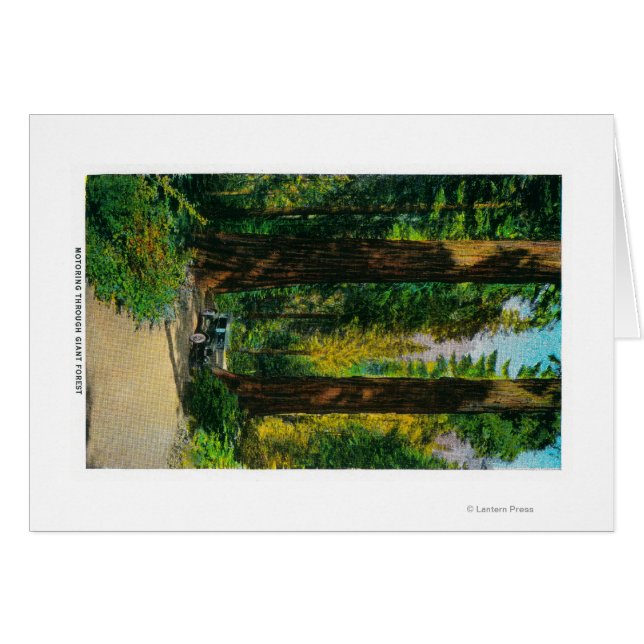 Motoring Through Giant Forest, Redwoods (Front Horizontal)