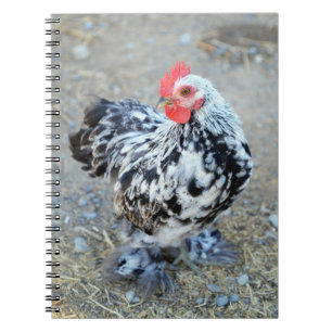 Mottled Bantam Cochin Chicken Notebook Journal