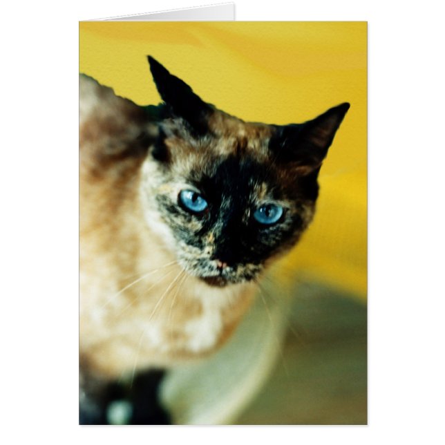 Mottled Coloured Siamese Cat With Blue Eyes (Front)