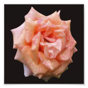 Mottled Peach Rose In Bloom 8x8 Photo Print