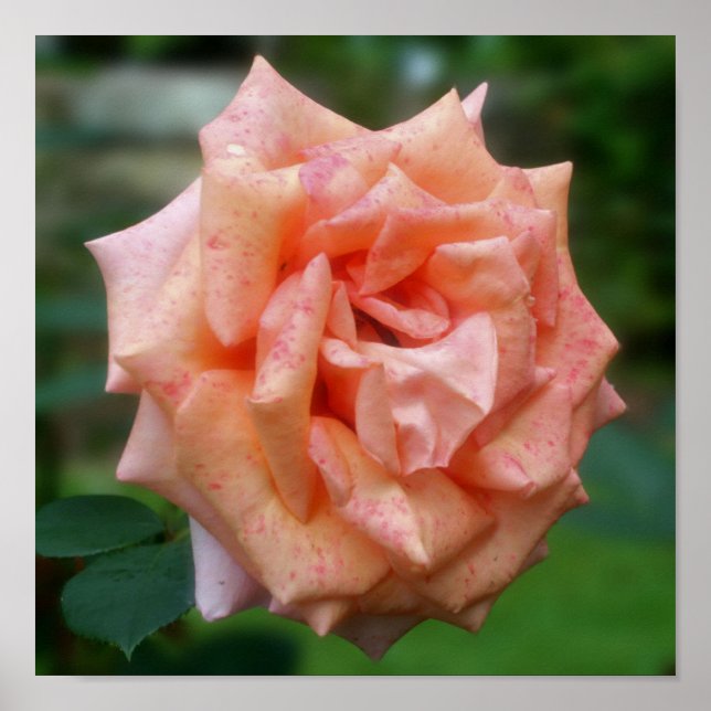 Mottled Peach Rose In Bloom Poster (Front)