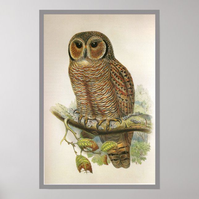 Mottled Wood Owl Poster (Front)
