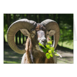 Mouflon Ram